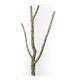 Decorative Cork Tronchos Branched 80-100cm Decorative Cork Tronchos Branched 80-100cm