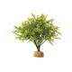 Exo Terra Boxwood Bush Exo Terra Boxwood Bush