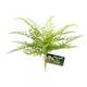 Zoo Med Naturalistic Flora Lace Fern