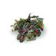 Pangea Leafy Vine Caladium
