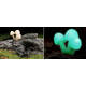 Exo Τerra Glow Mushrooms HideOut