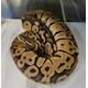 Python Regius Ghost - Pastel Ball Python Female (0.1)