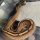 Python Regius Gravel Specter Ball Python Female (0.1)