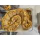 Python Regius Coral-Glow (Banana) - 100% hetero Ultramel Ball Python Male (1.0)