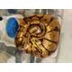 Python Regius Enchi-Pastel-Spiderl Ball Python Female (0.1)