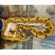 Python Regius Enchi-Pastel-Spider Ball Python Female (0.1)