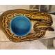 Ball Python ''Cinnamon-Mojave-Pastel'' Female (0.1)