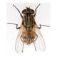 Musca Domestica 1 Box