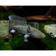 Axolotl Mexicanum M