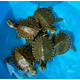 Trachemys Venusta (American Slider)