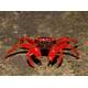 Vampire Crab Red Ruby