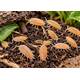 Bean Weevil (Box)