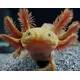 Axolotl Mexicanum Copper