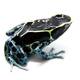 Dendrobates Tinctorius Powder Blue (EU) L