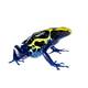 Dendrobates Tinctorius Powder Blue (EU) L