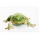 Litoria Caerulea S