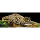 Exo Terra Turtle Bank Medium 29.8 x 17.8 x 5.4 cm