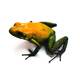 Phyllobates Bicolor (eu-bred) L