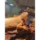 Iguana Albino Male (1.0)