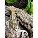 Crested Gecko Partial Pinstripe Harlequin Male (1.0)