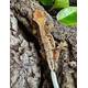 Rhacodactylus Lilly White 3 Male (1.0)