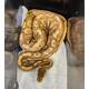 Python Regius Coral Glow Cinnamon Circle Ball Python (1.0)