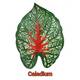 Pangea Leafy Vine Caladium