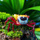 Lepidothelphusa Menneri M