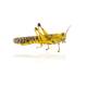 Desert Locust (yellow)