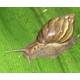 Achatina Fulica (Giant African Snail) 4-6cm