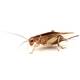 Steppe Crickets Box (35pcs)