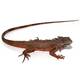 Iguana Red Juvenile (0.0.1)