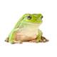 Litoria Caerulea S