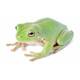 Litoria Caerulea S